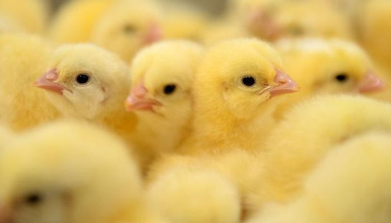 دواجن بيضاء