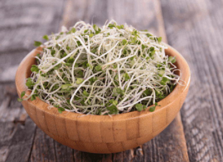 براعم البروكلي تقاوم السكري قبل ظهوره