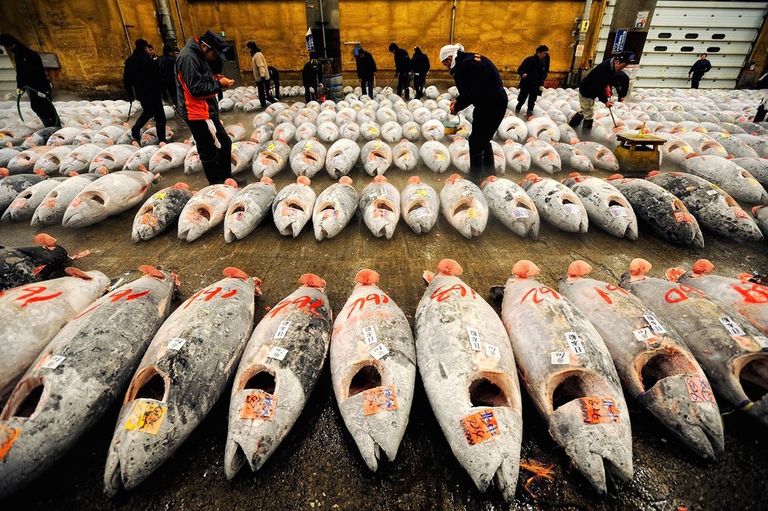 اسماك التونة أسماك التونة