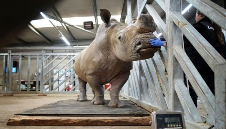 رجل يقتحم حظيرة وحيد القرن رجل يقتحم حظيرة وحيد القرن