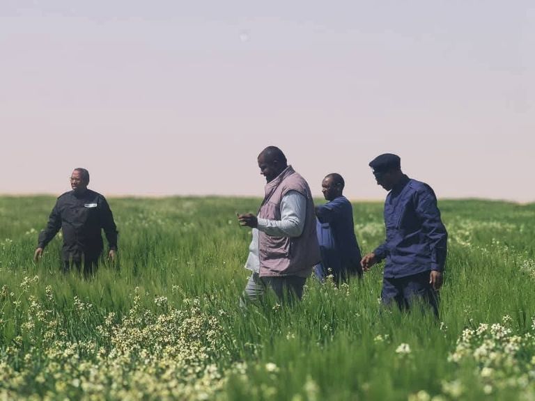 أزمة الجراد الصحراوي الجراد الصحراوي