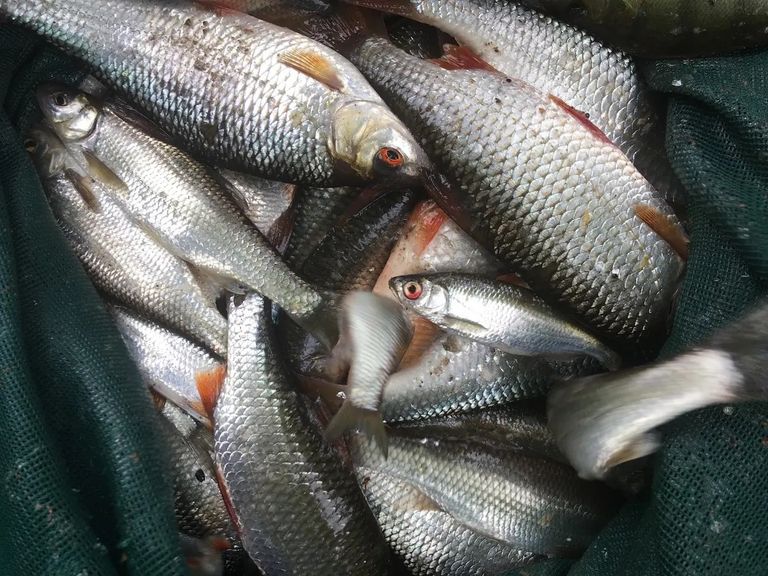 أطعمة عادية ستصبح للأغنياء فقط