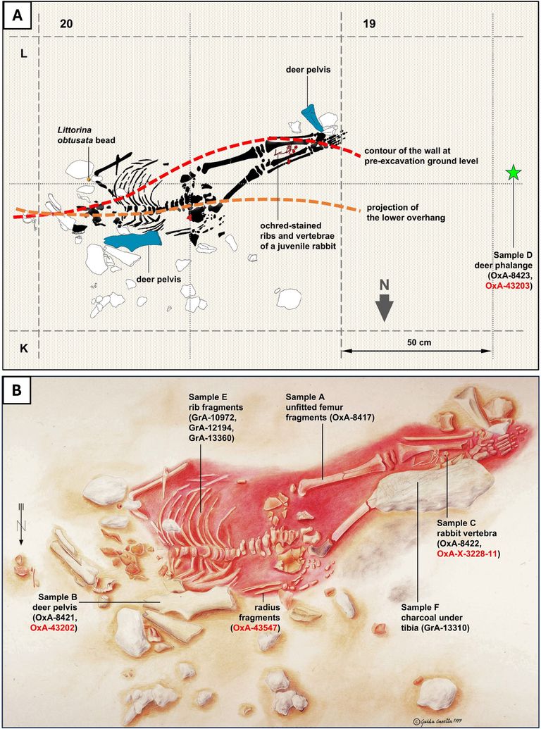 شظايا عظم الساعد التي تعود إلى الطفل القديم