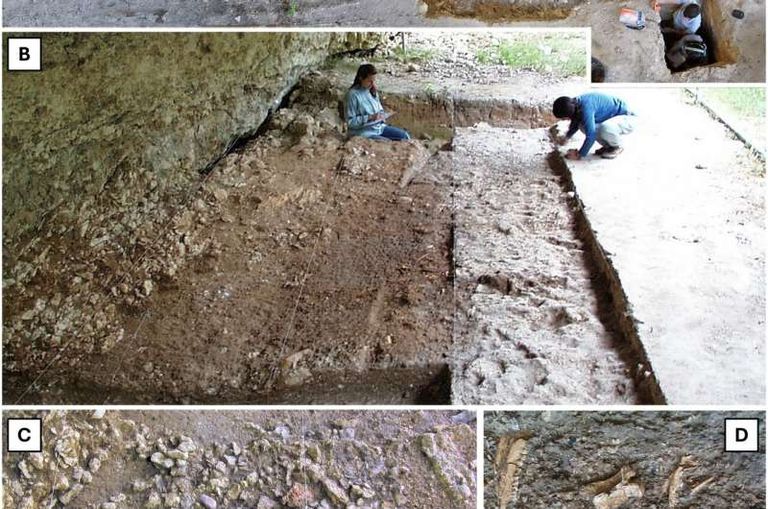 شظايا عظم الساعد التي تعود إلى الطفل القديم