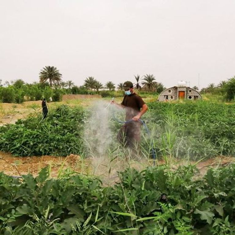 نشاط إنزيم الكولينستيراز ينخفض في دم المزراعين بالعراق نتيجة استخدام المبيدات