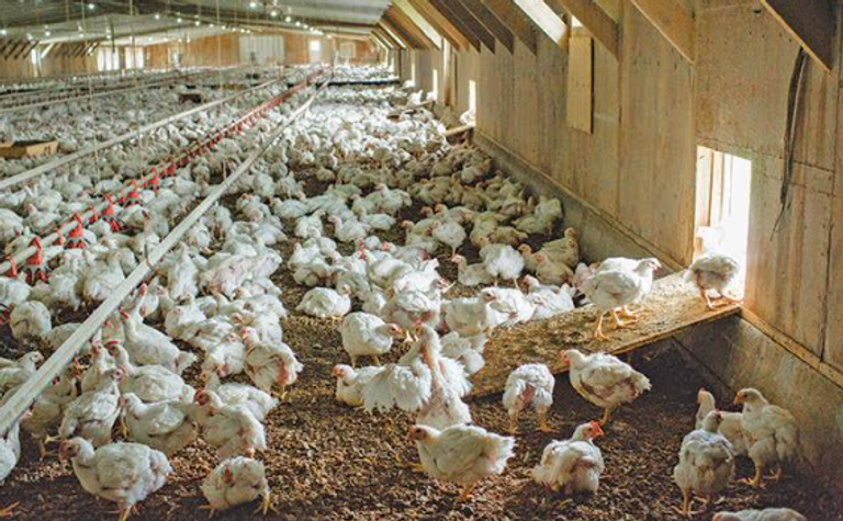 انتشار غير مسبوق لطفيليات «الإيميريا» في مزارع الدجاج بولاية المدية الجزائرية