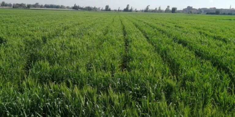 أيام الحسوم في مصر