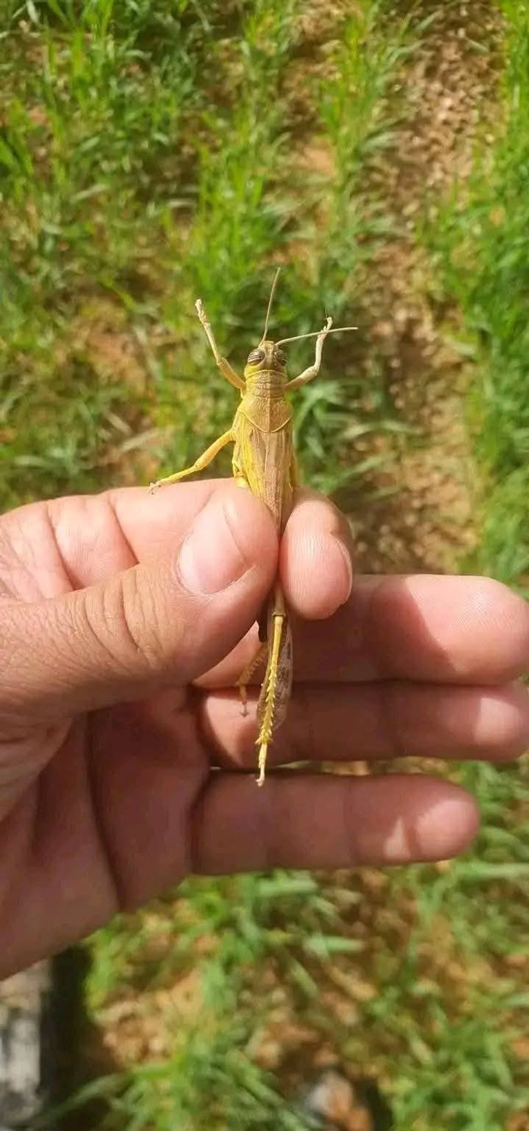 جراد صحراوي