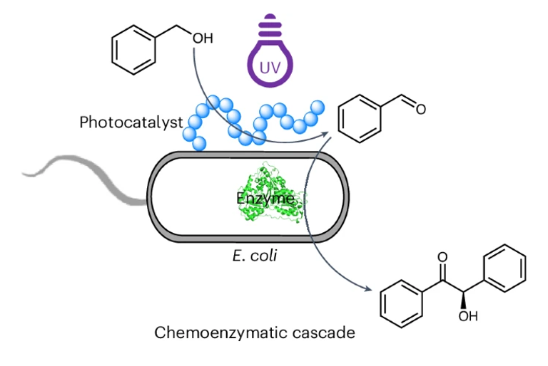 استخدام البكتيريا الخارقة المعدلة يمكن أن يقلل النفايات الصناعية