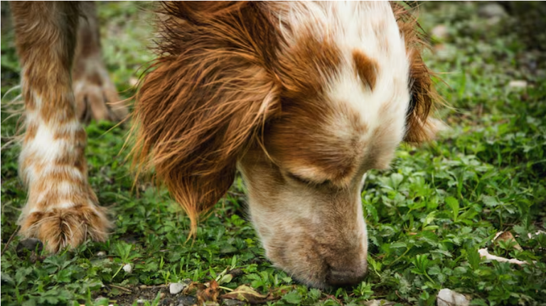 كشف تفاصيل جديدة حول نشاط الدماغ لدى الكلاب أثناء اكتشاف الروائح