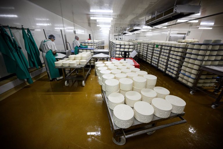 جبنة روكفور - أ ف ب