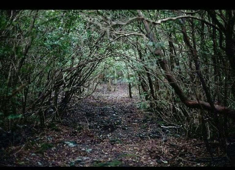 غابة أوكيغاهار باليابان أحد أشهر الأماكن المخيفة في العالم