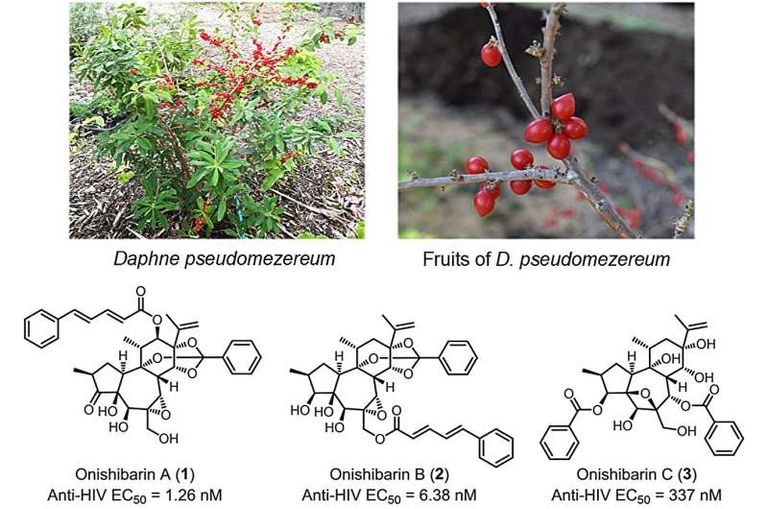 نبات "أونيشيباري" المعروف علميًا باسم "دافني سودوميزيريوم"