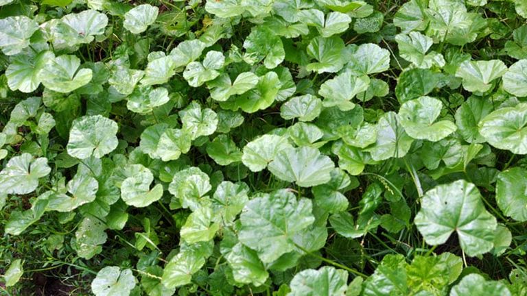 الخبيزة تضيف لمسة غذائية وصحية لكعك العيد