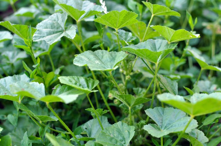 الخبيزة تضيف لمسة غذائية وصحية لكعك العيد