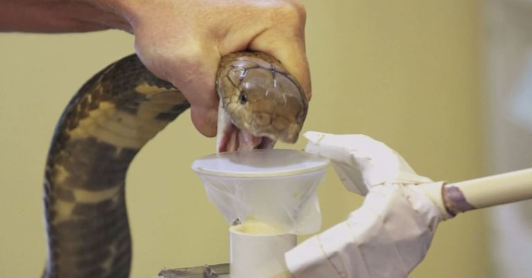 وظيفة شم الإبط لتقييم فعالية مزيلات العرق