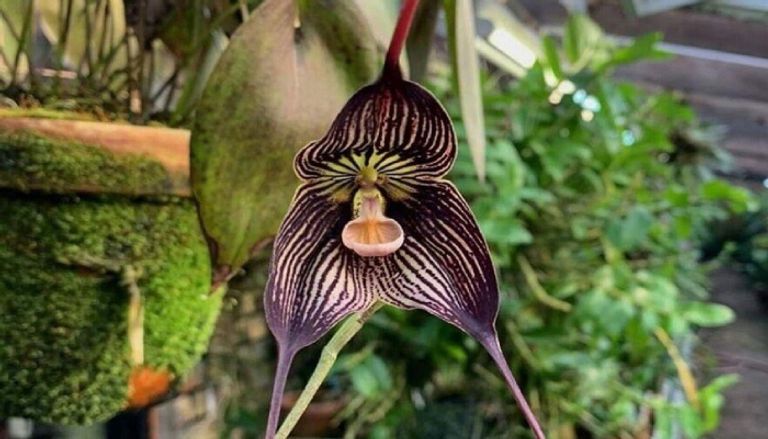 حقيقة اللوتس الأزرق المصري