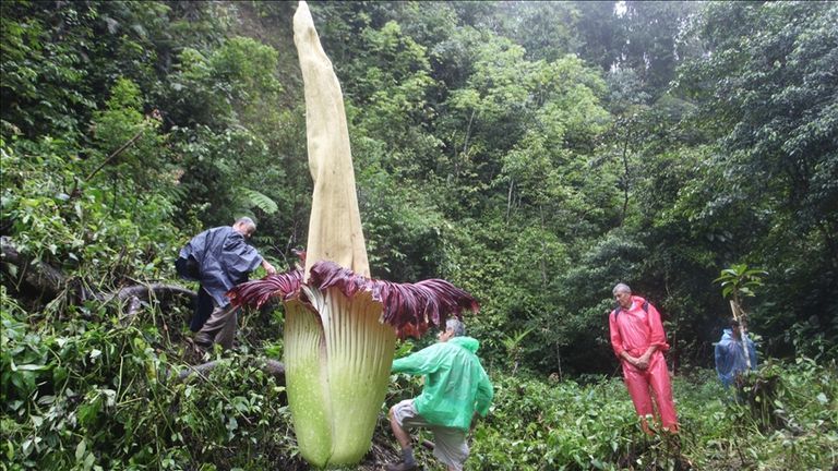 زهرة الجثة أصبحت على حافة الإنقراض