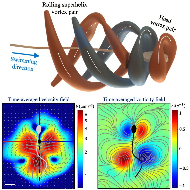 الحيوانات المنوية السابحة تُنتج أنماطا سائلة لولبية تُعزز دفعها.