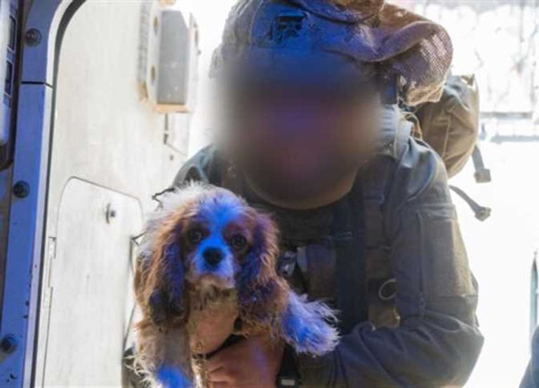 الكلبة بيلي