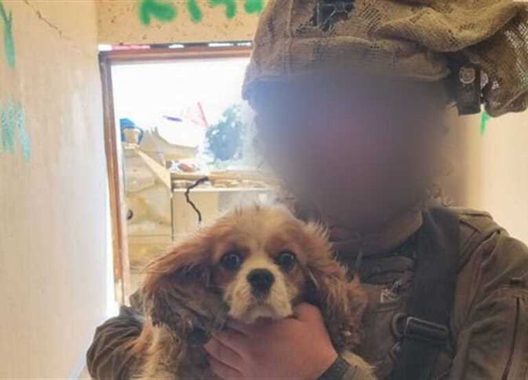 الكلبة بيلي