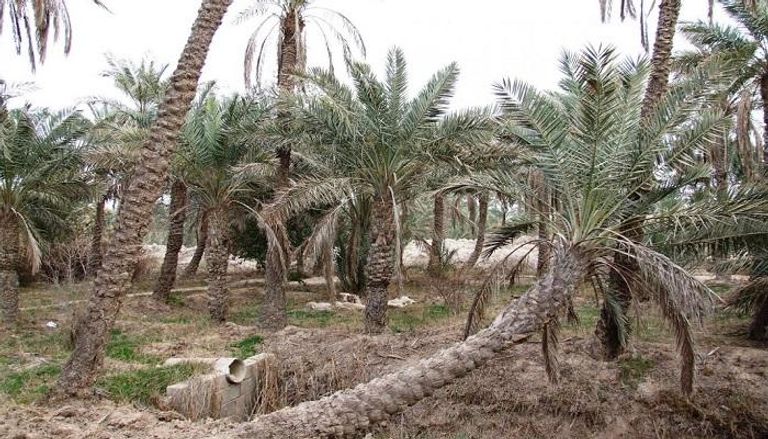 زراعة النخيل في العراق