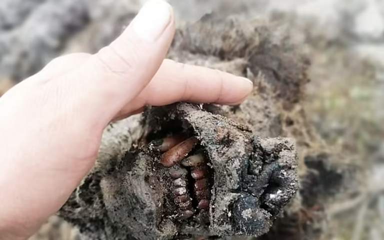 جثة محنطة لحيوان الماموث