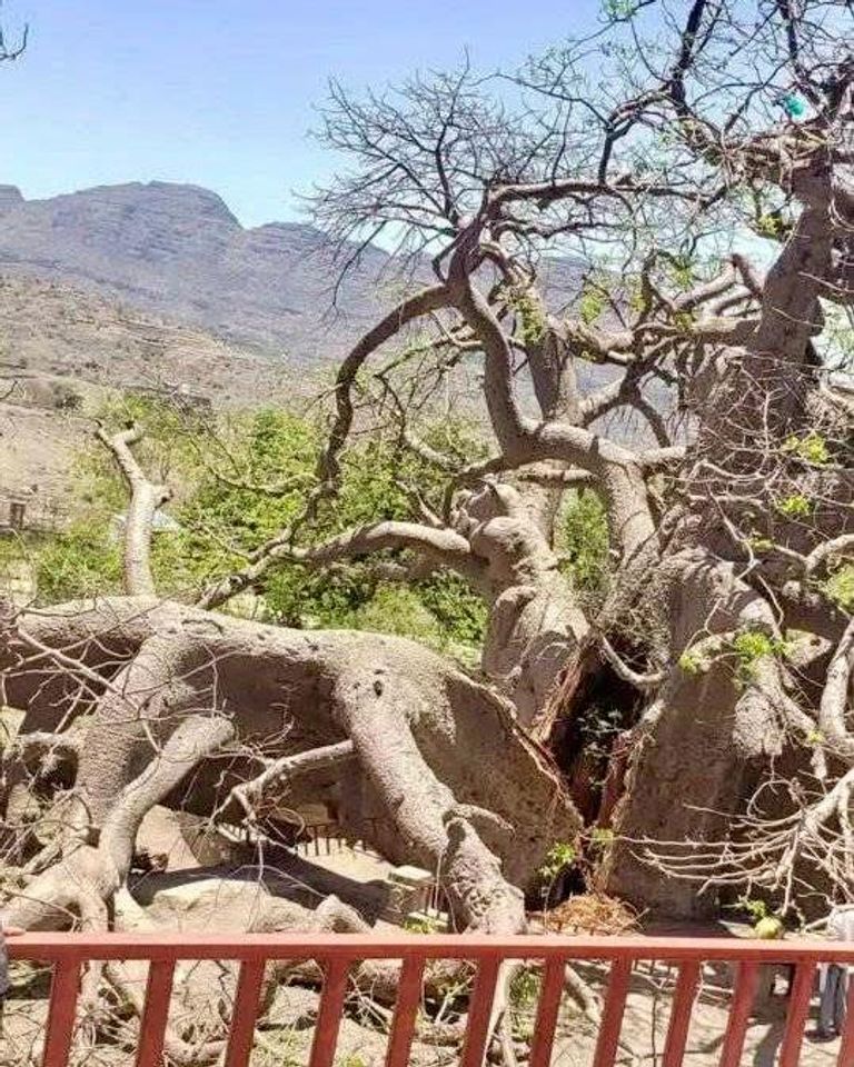 انهيار شجرة الغريب في اليمن انهيار شجرة الغريب في اليمن