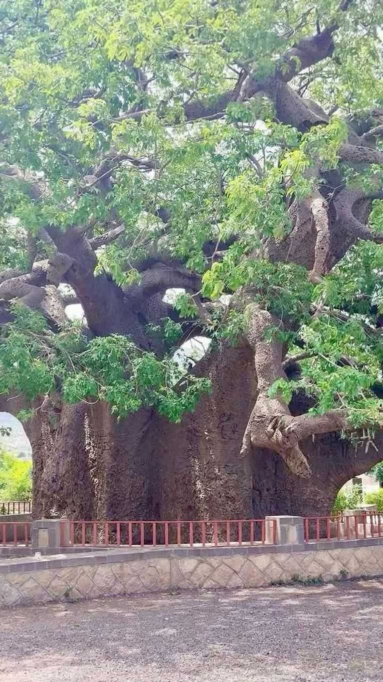 انهيار شجرة الغريب في اليمن انهيار شجرة الغريب في اليمن