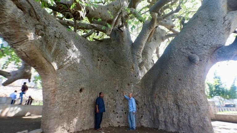 انهيار شجرة الغريب في اليمن انهيار شجرة الغريب في اليمن
