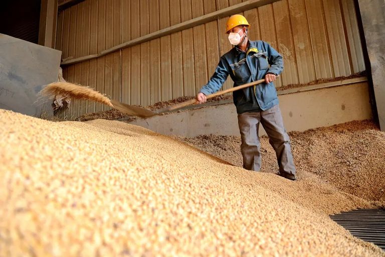 حصاد فول الصويا زراعة فول الصويا