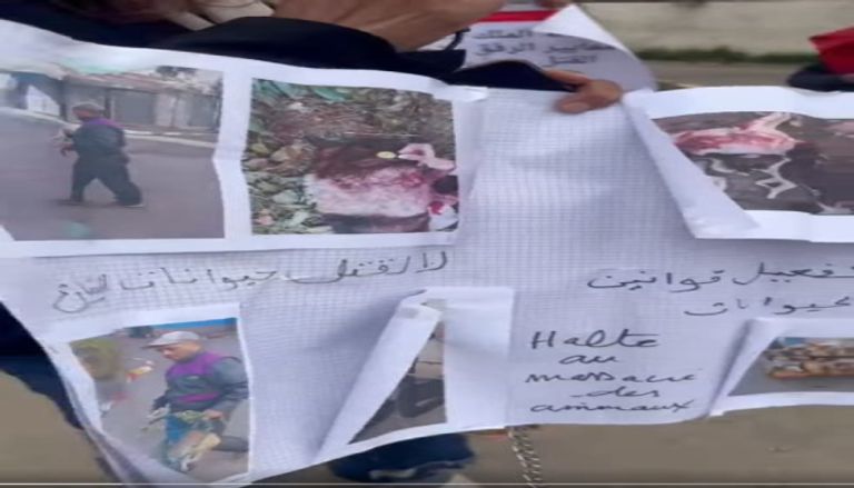 حملة رقمية للحد من قتل الكلاب الشاردة في المغرب حملة رقمية للحد من قتل الكلاب الشاردة في المغرب