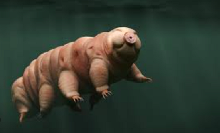 السمندل المكسيكي كائن برمائي ذو ابتسامة دائمة 