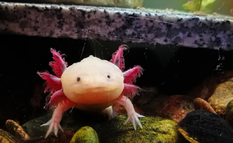 السمندل المكسيكي كائن برمائي ذو ابتسامة دائمة 