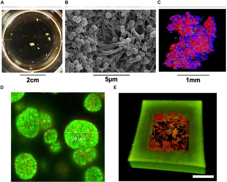 السمندل المكسيكي كائن برمائي ذو ابتسامة دائمة 