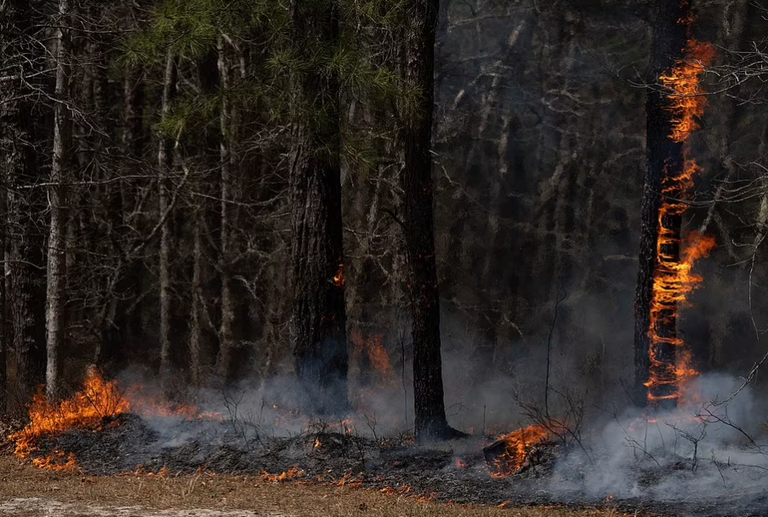 شاب يتسبب في حريق غابة