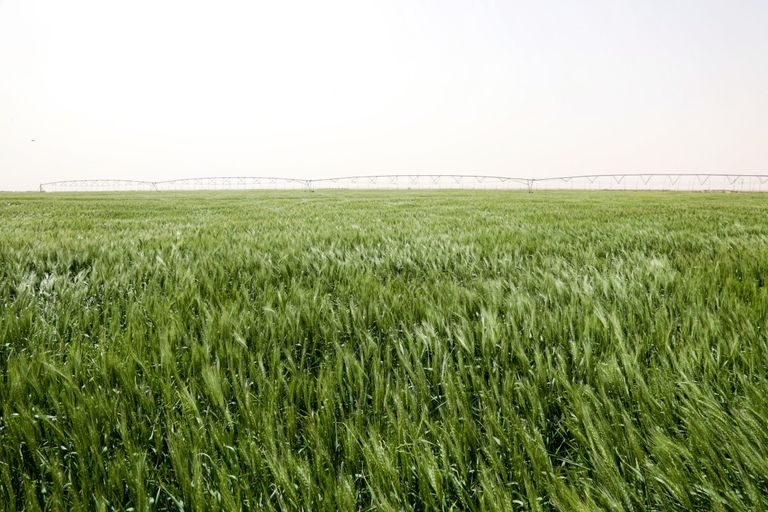 الحنطة تلتهم مياه صحراء العراق