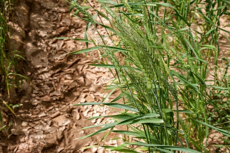 الحنطة تلتهم مياه صحراء العراق