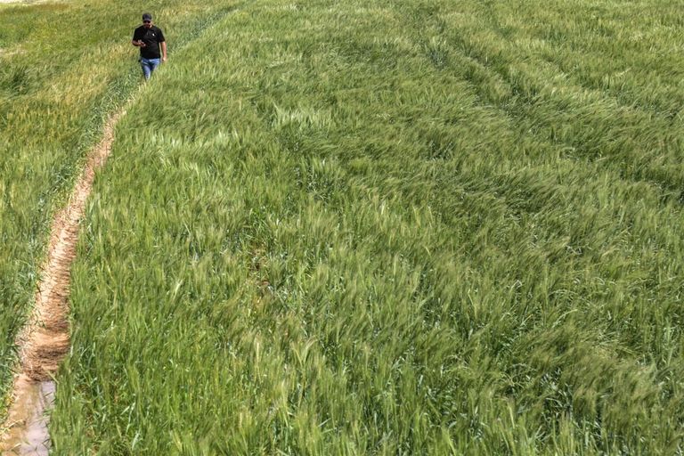 الحنطة تلتهم مياه صحراء العراق