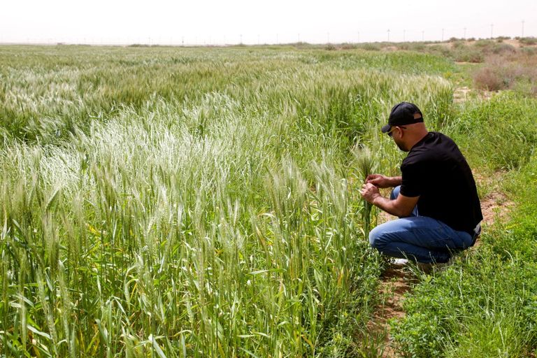 الحنطة تلتهم مياه صحراء العراق