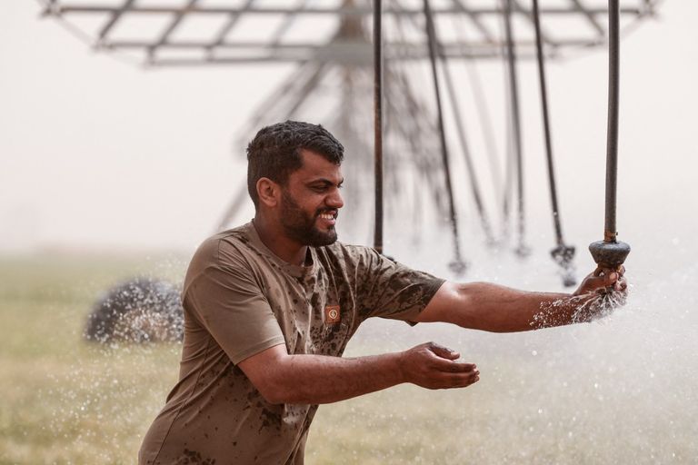 الحنطة تلتهم مياه صحراء العراق