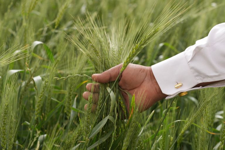 الحنطة تلتهم مياه صحراء العراق