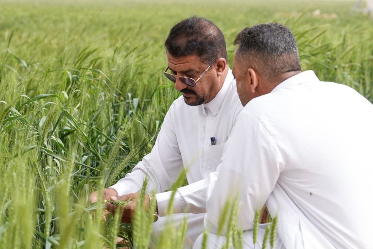 الحنطة تلتهم مياه صحراء العراق