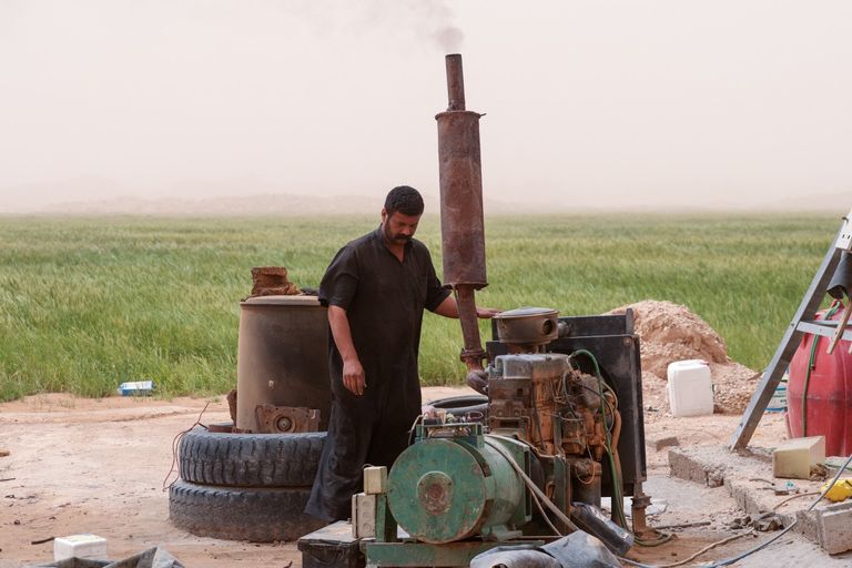 الحنطة تلتهم مياه صحراء العراق