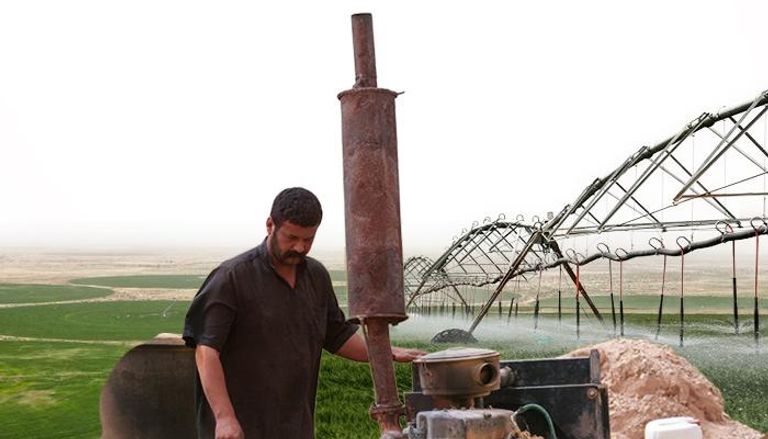 الحنطة تلتهم مياه صحراء العراق