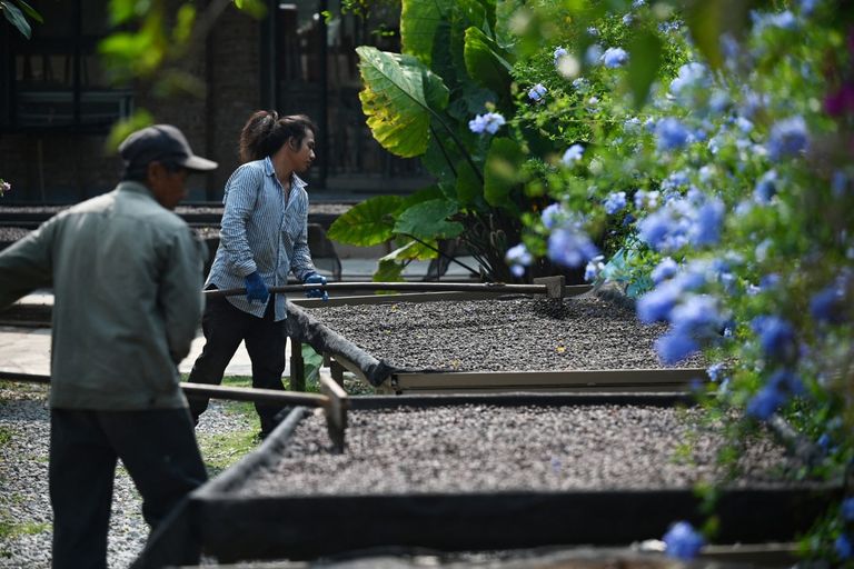 مزارع في مقاطعة يونان - أ ف ب