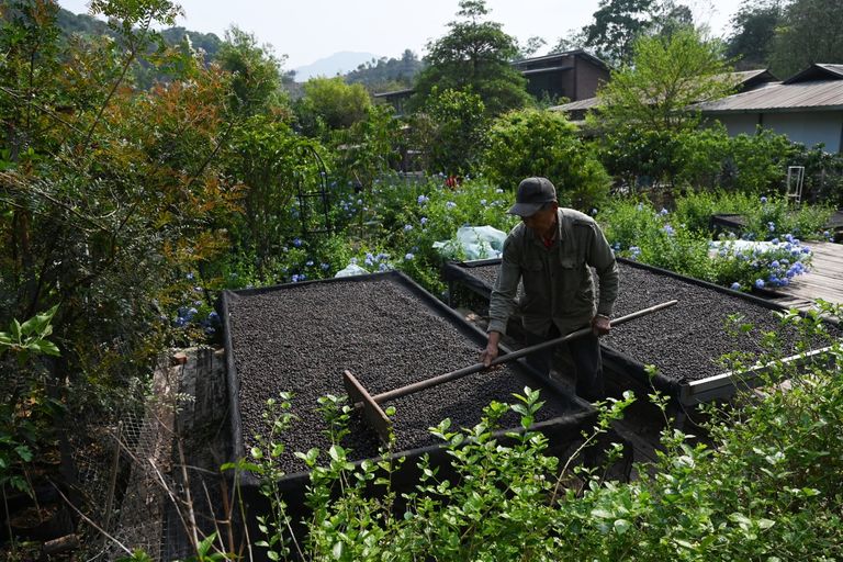 مزارع في مقاطعة يونان - أ ف ب