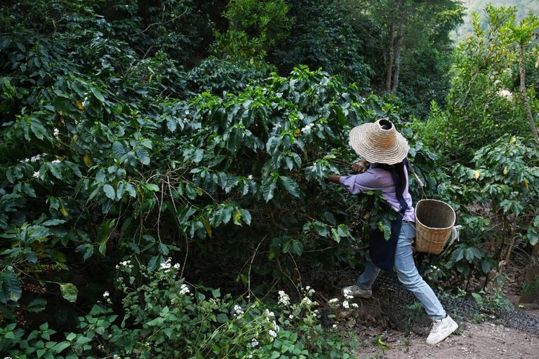 مزارع في مقاطعة يونان - أ ف ب