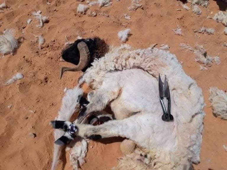 موسم عرس الأغنام ينطلق في ليبيا