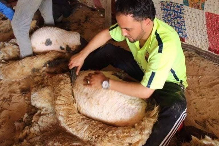 موسم عرس الأغنام ينطلق في ليبيا